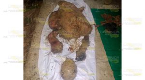 Hallán fosas con dos cadáveres mutilados