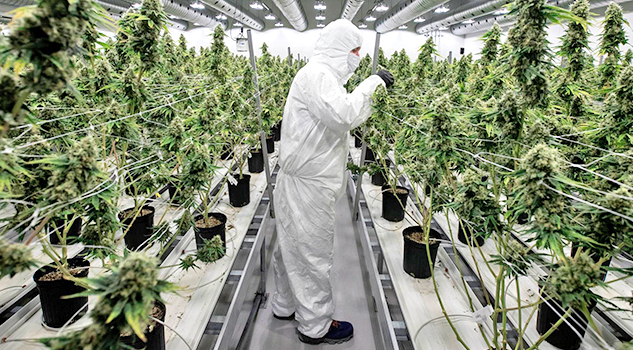 Perú aprueba el uso medicinal del cannabis