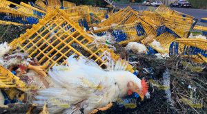 Vuelca tráiler en la Pachuca-Tuxpan