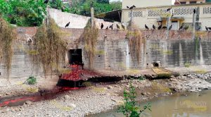 Una porquería el Rastro de Papantla Grave contaminación provoca el rastro municipal, y las autoridades municipales se duermen en sus laureles.