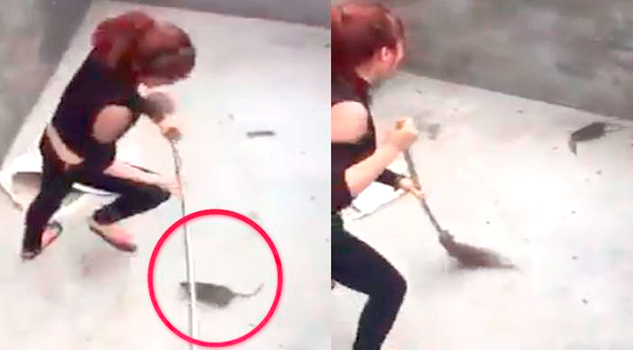 Épica batalla entre una joven y una rata, ¿quién ganó?