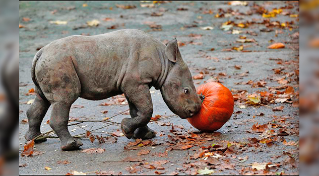 Celebran nacimiento de rinoceronte en zoológico checo