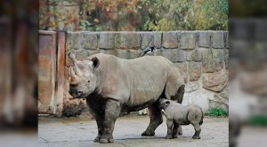 Celebran nacimiento de rinoceronte en zoológico checo