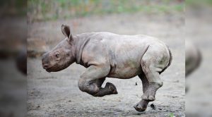 Celebran nacimiento de rinoceronte en zoológico checo