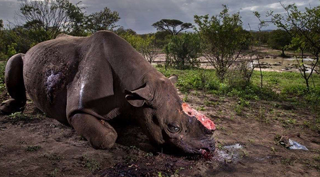 Esta es la cruda historia detrás de la imagen elegida como la mejor fotografía de naturaleza del año safe_image-20