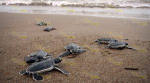 Turismo, la esperanza de Cazones