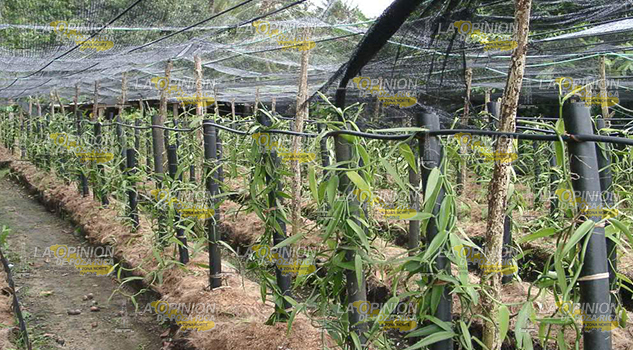 ¡La producción de vainilla esta en vías de extinción!