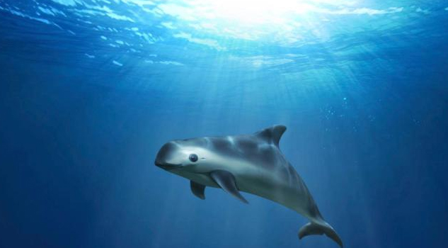 Científicos del mundo al rescate de la Vaquita Marina