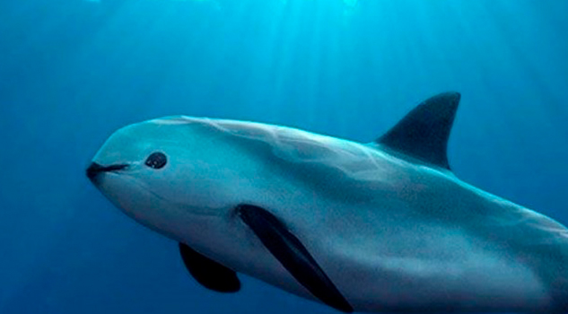 La vaquita marina, un cetáceo mexicano en peligro