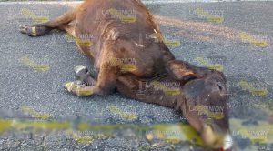 Automóvil de alquiler impacta a vaca Automóvil alquiler Impacta Vaca