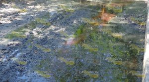 Brote de aguas negras Brote Aguas Negras