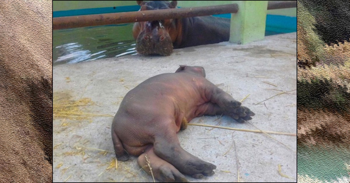 Investigan muerte de cría de hipopótamo en Zoológico de Acapulco