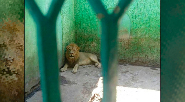 Profepa asegura 352 animales en zoológico de Campeche