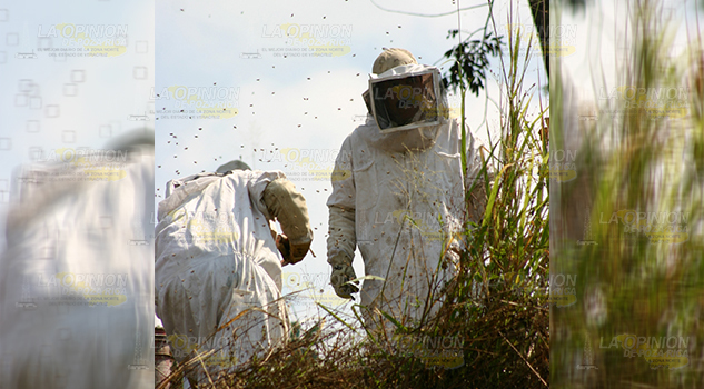 Riesgosa, fumigación de cítricos en floración Riesgosa Fumigación Cítricos Floración