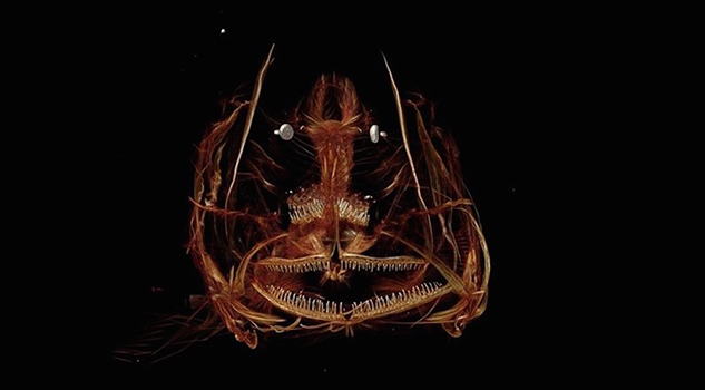 Video: Científicos de EU descubren un pez que vive a más de 8 mil metros de profundidad