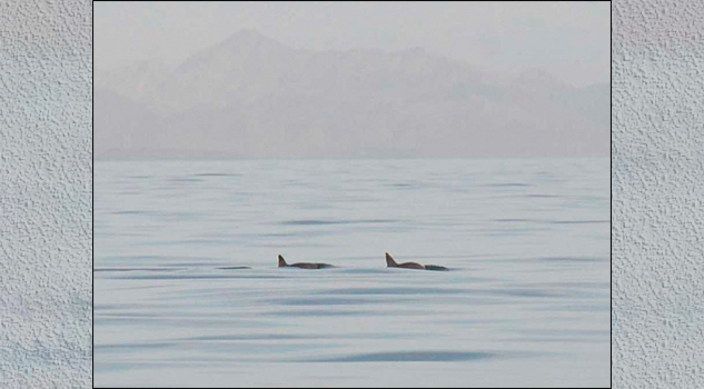 No se aborta misión de preservación de vaquita marina: Pacchiano