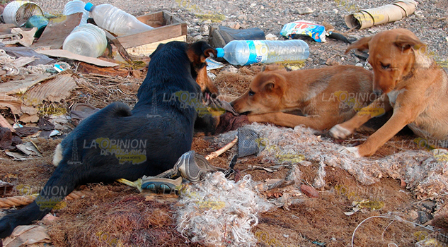 ¡Viven entre la basura!