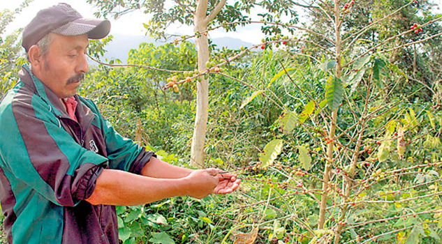 Baja cosecha de café el próximo año, temen productores del aromático