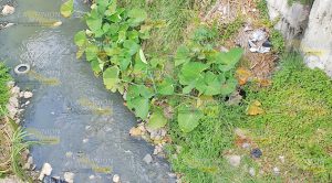 Arroyos mueren lentamente