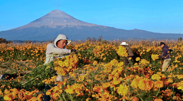 México perdió hasta el cempasúchil de sus altares de muertos