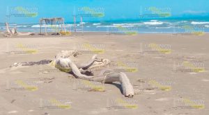 Demandan el retiro de palizada de la playas tuxpeñas