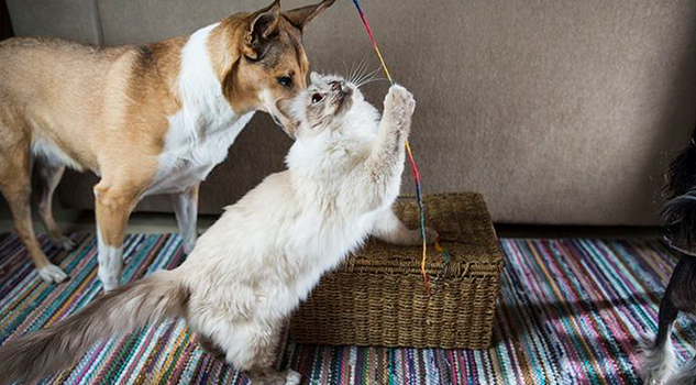 Resuelto el dilema: ¿Quiénes son más inteligentes los gatos o los perros?