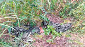 Hallan una persona ejecutada embolsada (VIDEO)