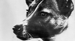 Hace 60 años ‘Laika’ viajó al espacio pero nunca regresó