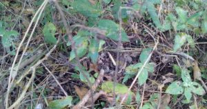 Líder ejidal fue atacado a balazos