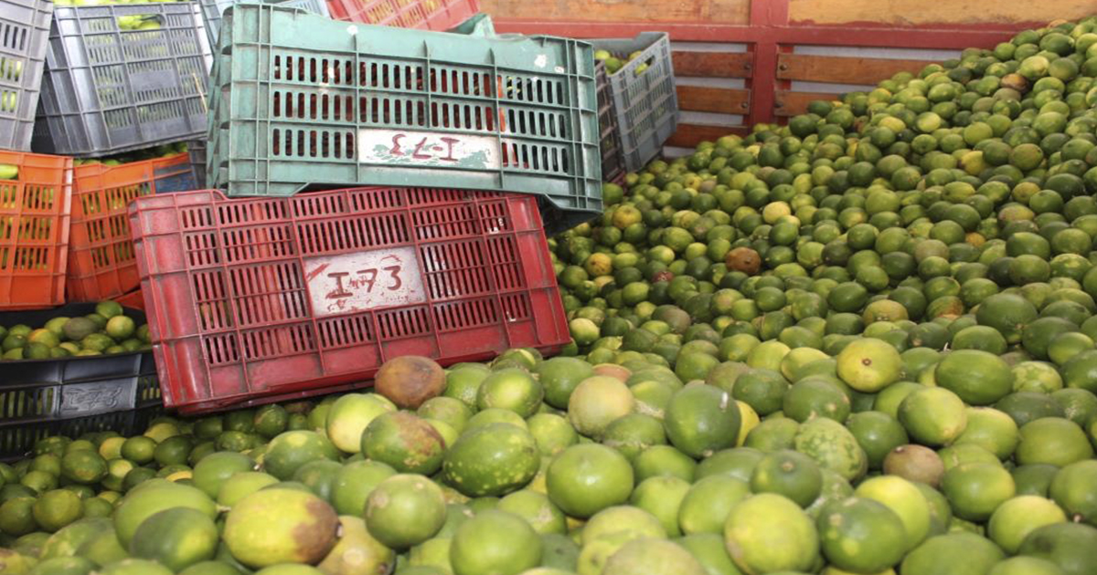 Empacadores controlan el precio de limón