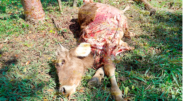 Matanza furtiva