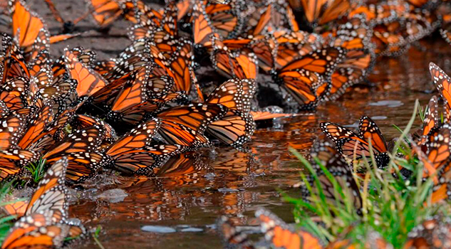 La mariposa monarca ya llegó a México