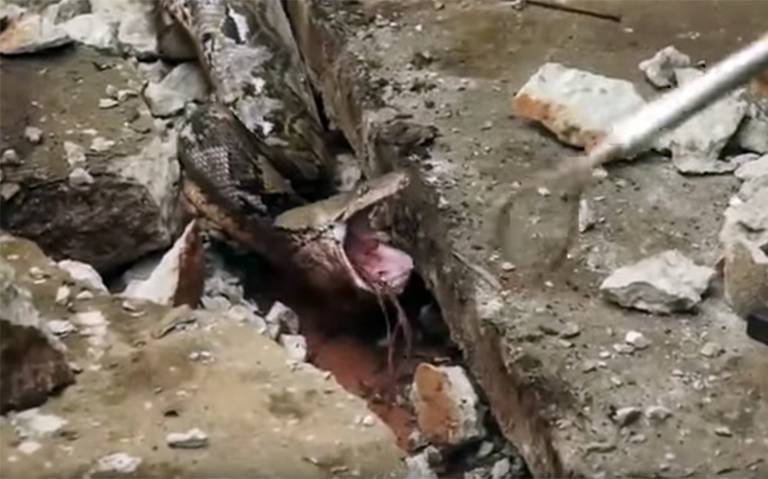 Mujer siente vibrar el suelo de su casa y no era un temblor, ¡era una enorme pitón!