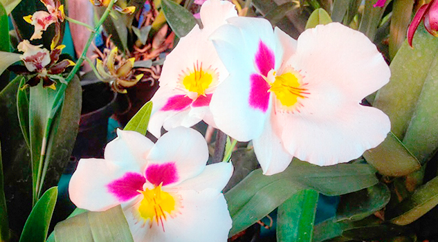 Nochebuena, orquídeas y plantas medicinales en la Expo Flor de Otoño