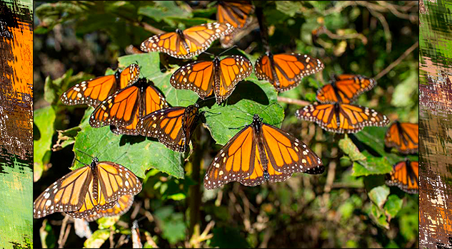 Los peligros que acechan en México a la mariposa monarca
