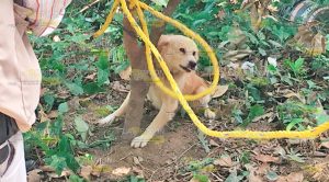 Perro de raza mestiza muerde a mujer