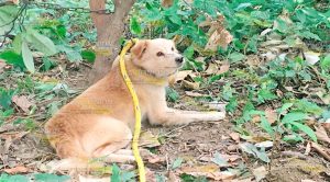 Perro de raza mestiza muerde a mujer