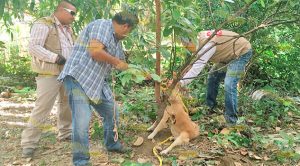 Perro de raza mestiza muerde a mujer