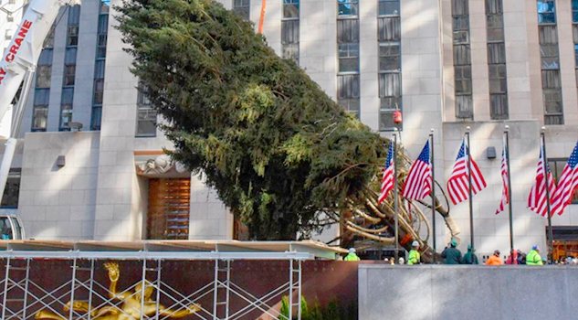 Instalan el tradicional árbol de Navidad en el Rockefeller Center