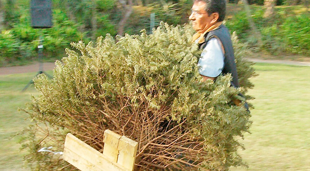 Silvicultores de Las Vigas y Acajete ofertarán árboles de Navidad