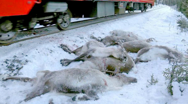 Invierno rojo en Noruega. Cientos de renos mueren atropellados por trenes