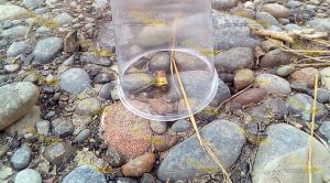 De dos balazos hieren a campesino de Zacate Colorado; está grave