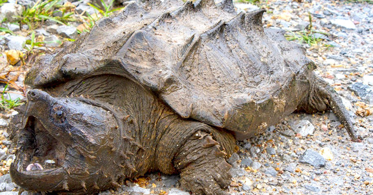 Hallan a la primera tortuga caimán en más de 30 años