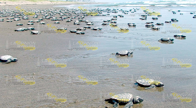 Sin recursos para proteger tortugas
