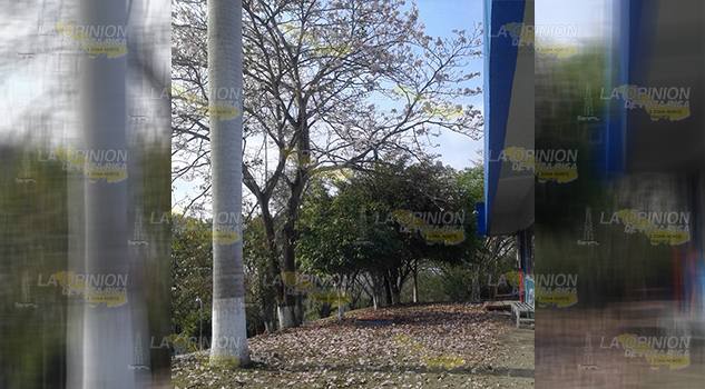 Árboles ayudan a disminuir el calentamiento global Árboles Ayudan Disminuir Calentamiento Global