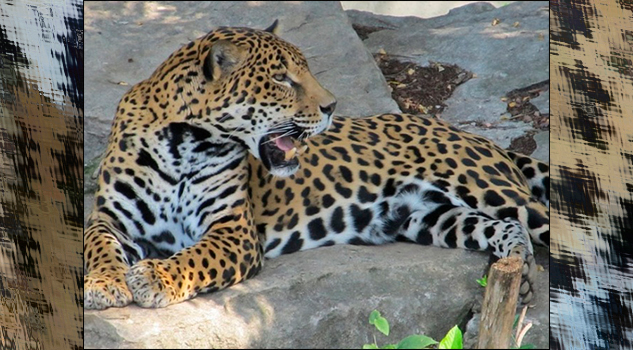 Buena noticia: cárcel a quien abandone fauna silvestre