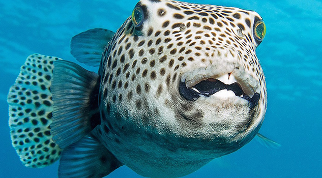 ¿Alienígenas o seres fabulosos? Así son los raros peces hallados por un marino ruso