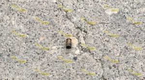 Balean a empleada de la SEV Balean Empleada SEV