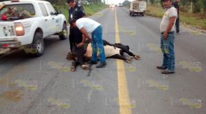 Camioneta arrolla vaca Camioneta Arrolla Vaca