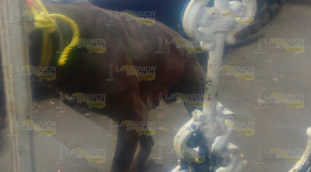 Muere Niña Atacada Perro